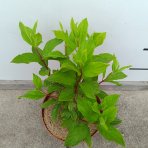 Hortenzia metlinatá (Hydrangea paniculata) ‘PINK LADY’ - výška 20-30 cm, kont. C2L